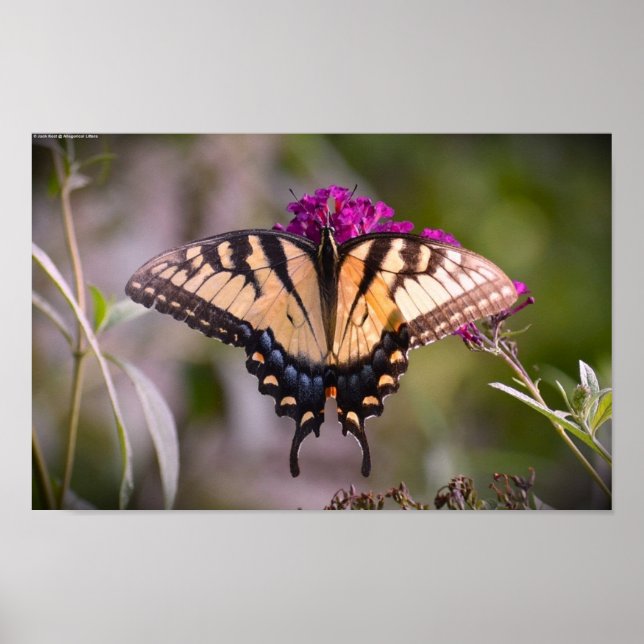 Poster Borboleta, (Frente)