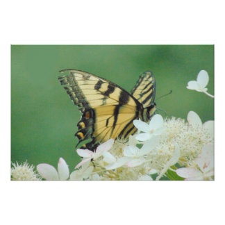 Póster Borboleta