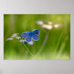 Poster Borboleta
