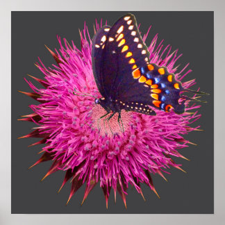 Poster Borboleta