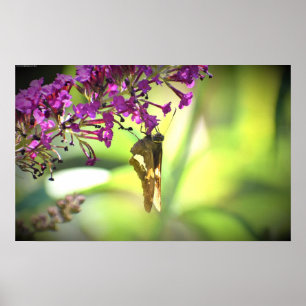 Poster Borboleta,