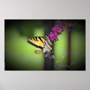 Poster Borboleta,