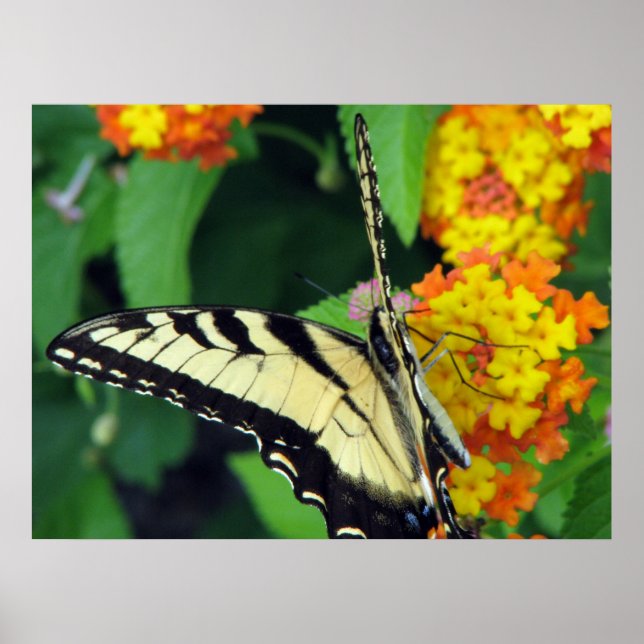 Poster Borboleta (Frente)
