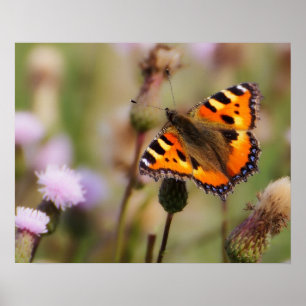 Poster Borboleta