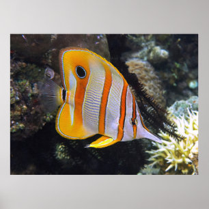 Poster Borboleta