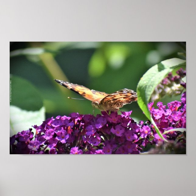 Poster Borboleta, (Frente)