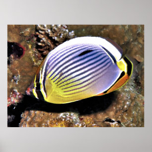 Poster Borboleta