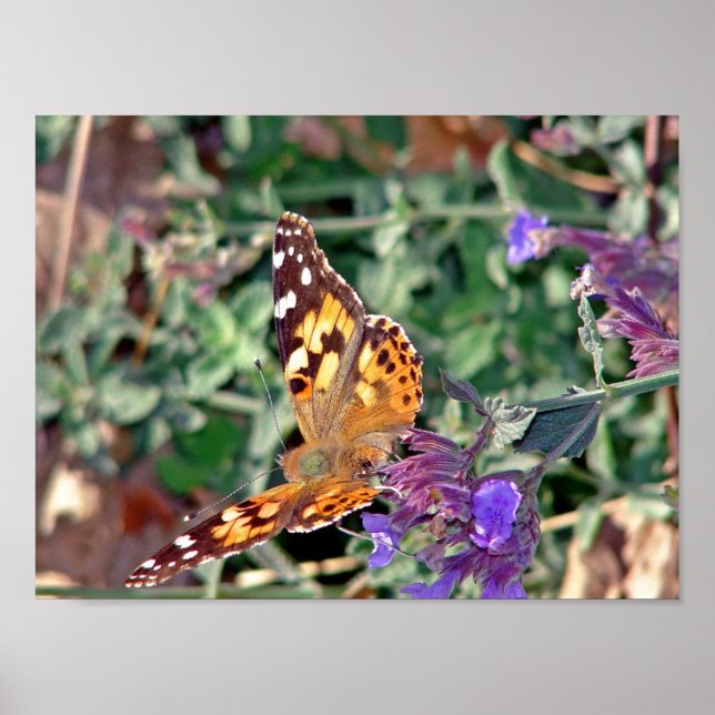 Póster Borboleta (Frente)