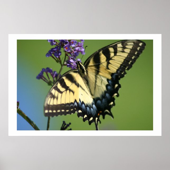 Poster Borboleta 1 (Frente)
