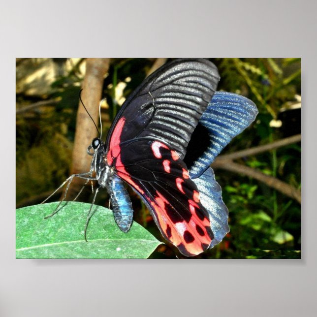 Póster Borboleta 1 (Frente)