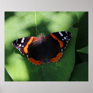 Poster Borboleta Almirante Vermelho em Folhas Verdes
