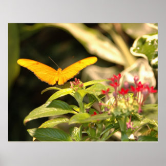Póster Borboleta Amarela