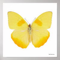 Borboleta Amarela de Grama Comum