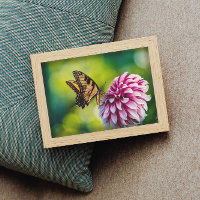 Borboleta amarela na Flor Rosa Dahlia num Jardim