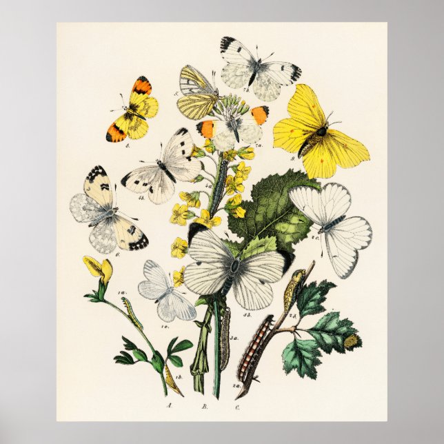 Poster Borboleta amarela retrorreflectora e flores Impres (Frente)