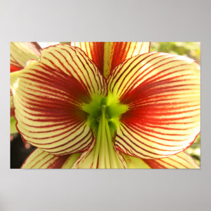 Poster Borboleta Amaryllis