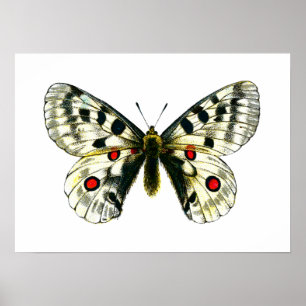 Póster Borboleta apollo parnassius