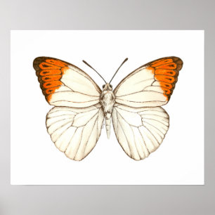 Poster Borboleta aquosa, ponta de laranja excelente