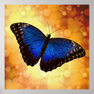 Poster Borboleta azul bonita Bokeh de Morpho