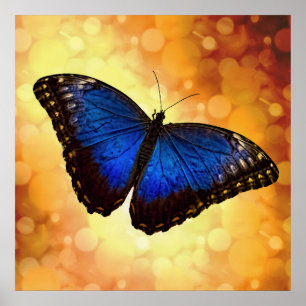 Poster Borboleta azul bonita Bokeh de Morpho
