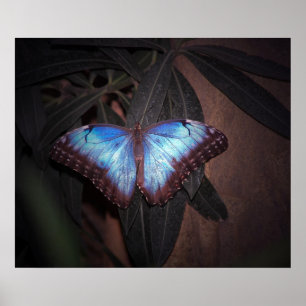 Póster Borboleta Azul Comum Morpho