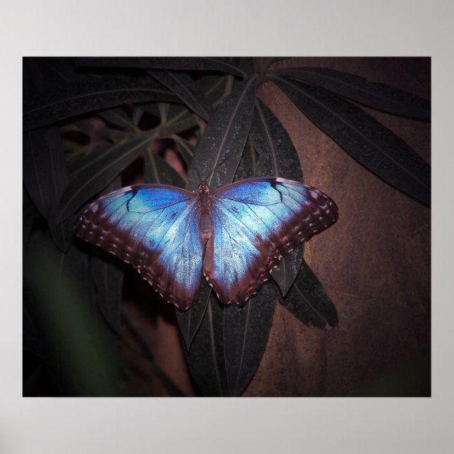 Póster Borboleta Azul Comum Morpho (Frente)