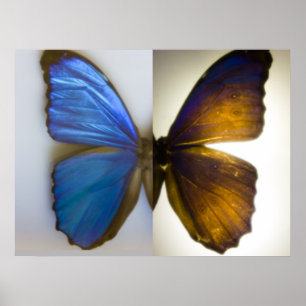 Póster Borboleta azul de Morpho ambos os lados