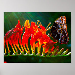 Poster Borboleta azul-morfologia em flores de Crocosmia L