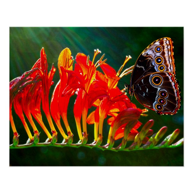 Póster Borboleta azul-morfologia em flores de Crocosmia L (Frente)