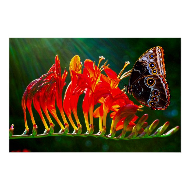 Póster Borboleta azul-morfologia em flores de Crocosmia L (Frente)