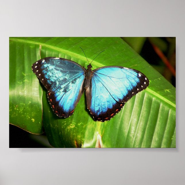 Poster Borboleta Azul Morph (Frente)