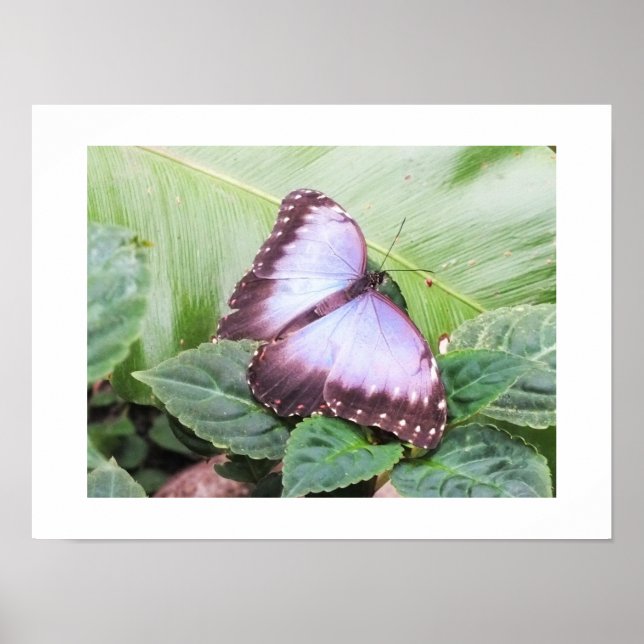 Poster Borboleta azul morpho (Frente)
