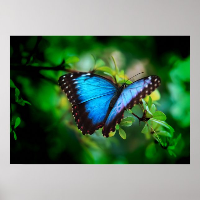 Póster Borboleta Azul Morpho (Frente)