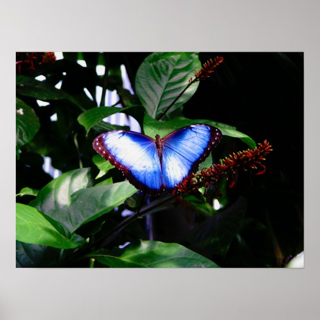 Póster Borboleta Azul Morpho (Frente)