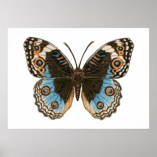 Poster Borboleta Azul Pansy (Frente)