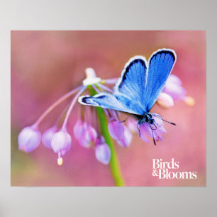 Poster Borboleta Azure