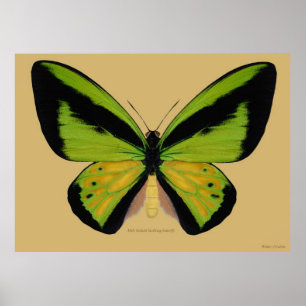 Póster Borboleta birdwing masculina de Goliath
