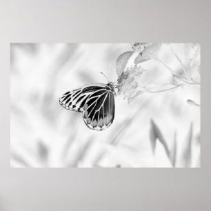Poster Borboleta bonita na flor - preto e branco