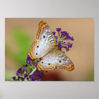 Borboleta branca de pavão em flores roxas