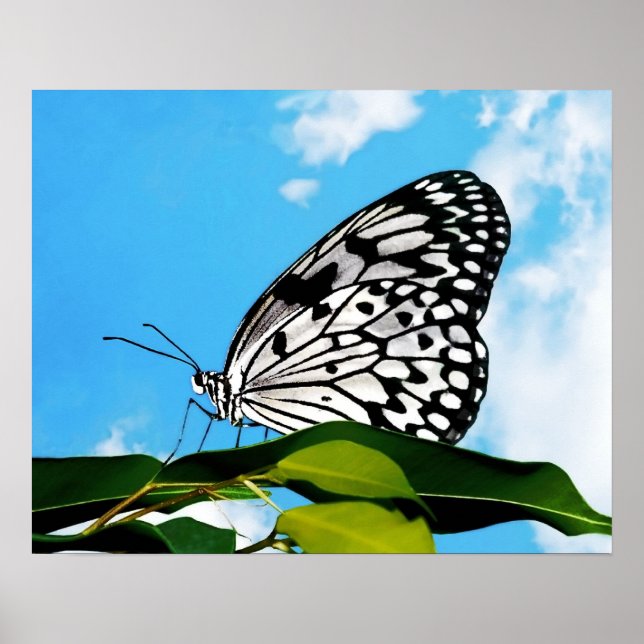 Poster Borboleta & Céu (Frente)
