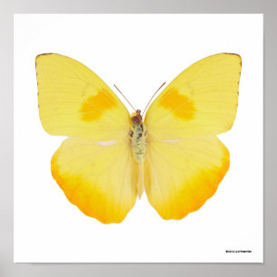 Poster Borboleta comum do amarelo da grama