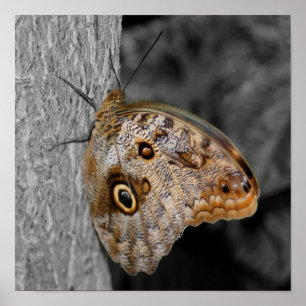 Poster Borboleta Coruja Marrom Cor Parcial
