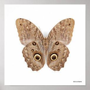 Poster Borboleta da coruja