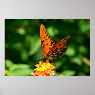 Poster Borboleta da Fraternidade do Golfo