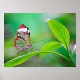Póster Borboleta das asas de vidro relaxando em verde fre
