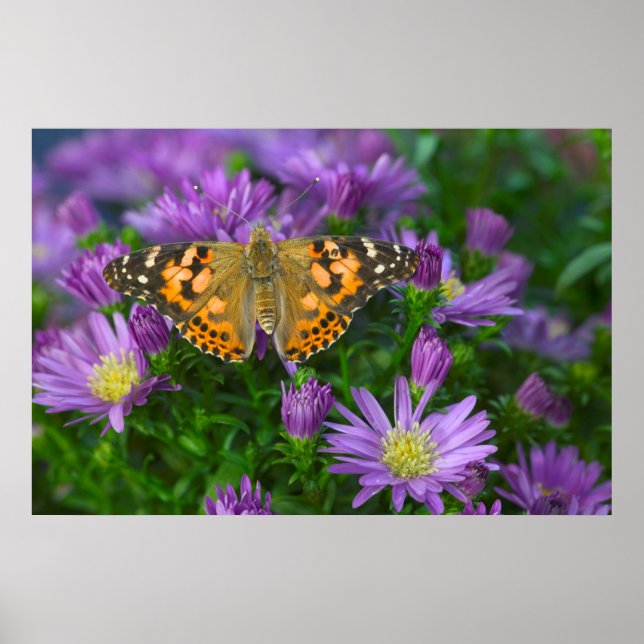 Poster Borboleta de Asa Angular em Flor de Cone (Frente)