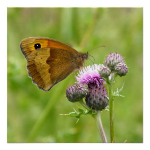 Póster Borboleta de Brown do prado