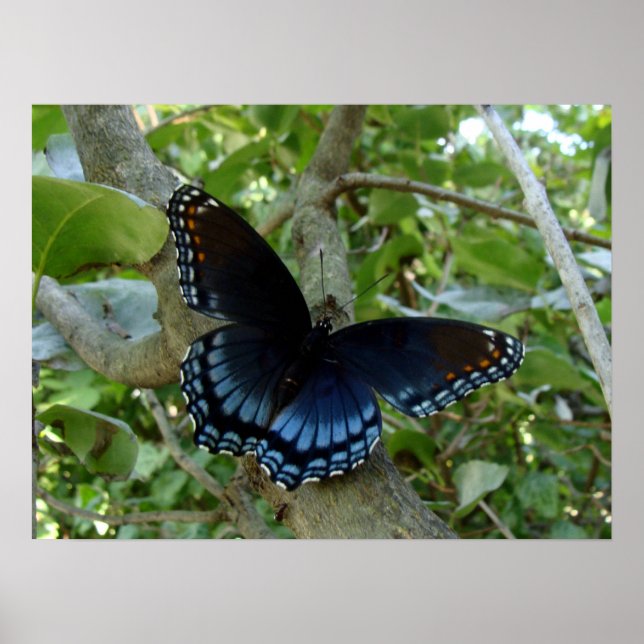 Poster Borboleta-de-cauda-azul de Ohio (Frente)