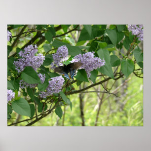 Poster Borboleta-de-cauda-ventosa e Lilac Bush