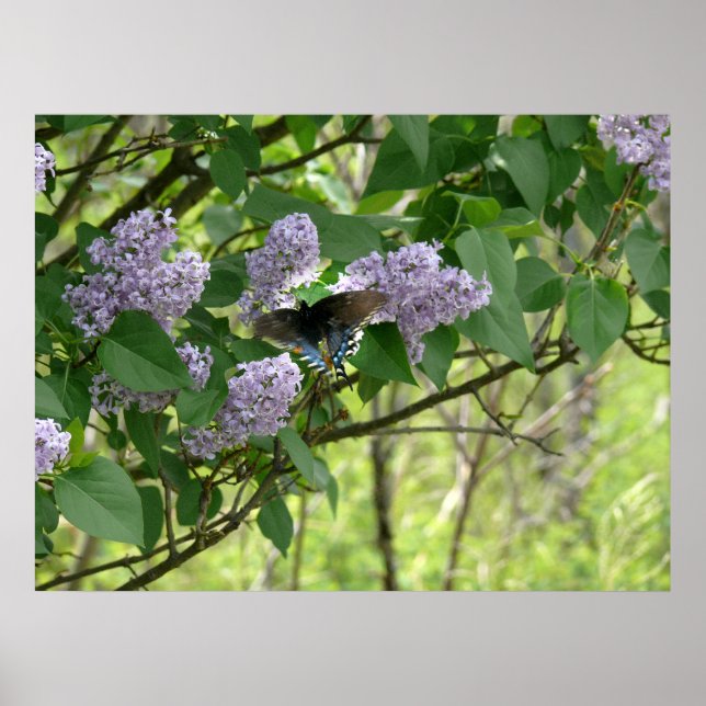 Poster Borboleta-de-cauda-ventosa e Lilac Bush (Frente)